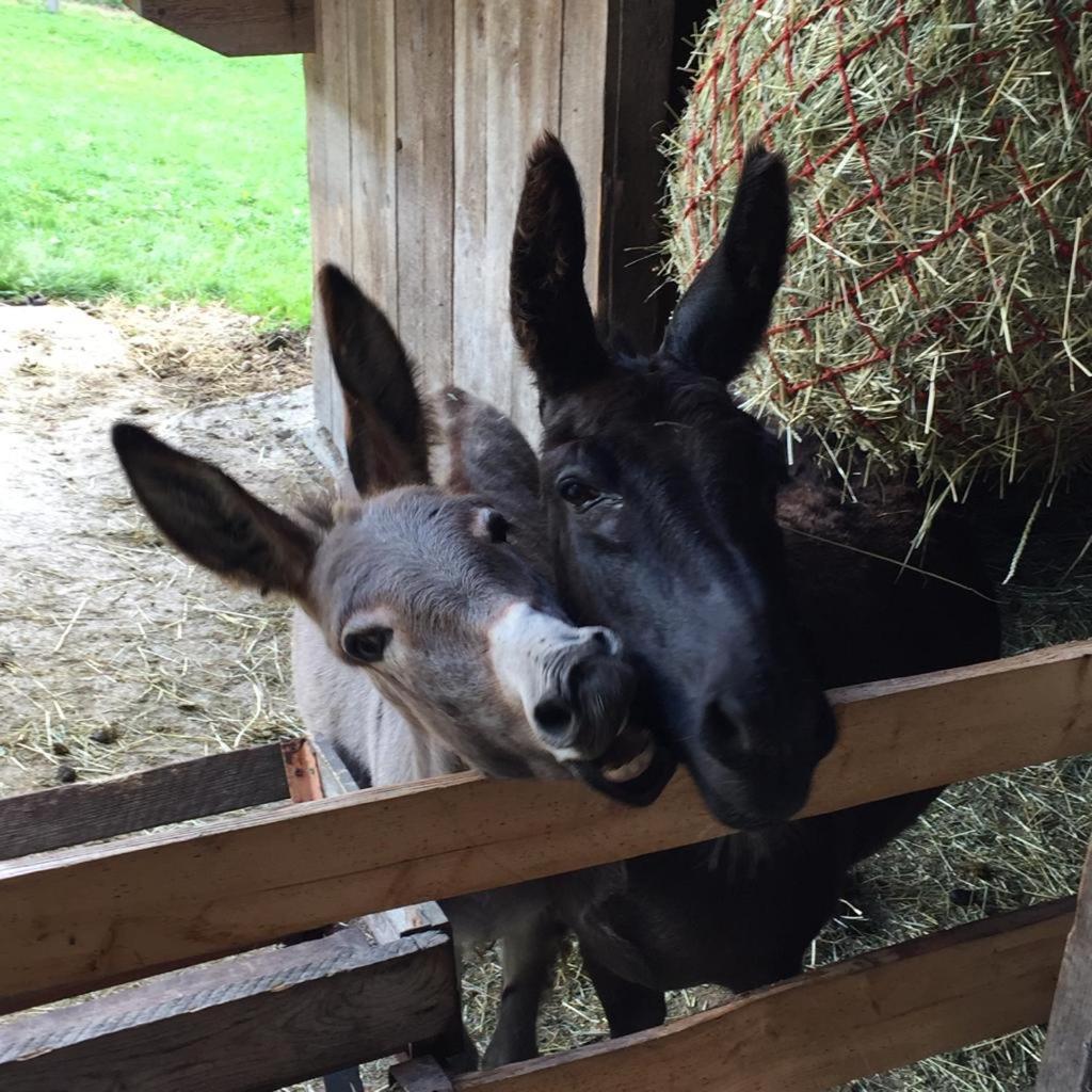 Farm stay Nussbaumer Am Irrsee