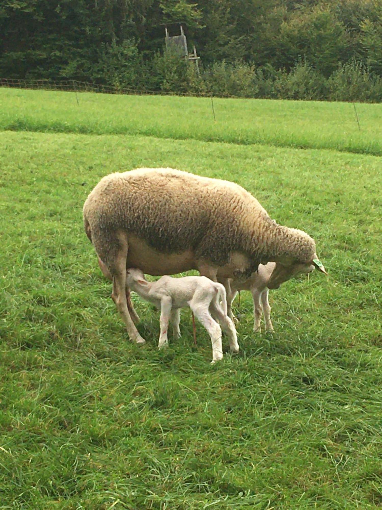 Farm stay Nussbaumer Am Irrsee Tiefgraben