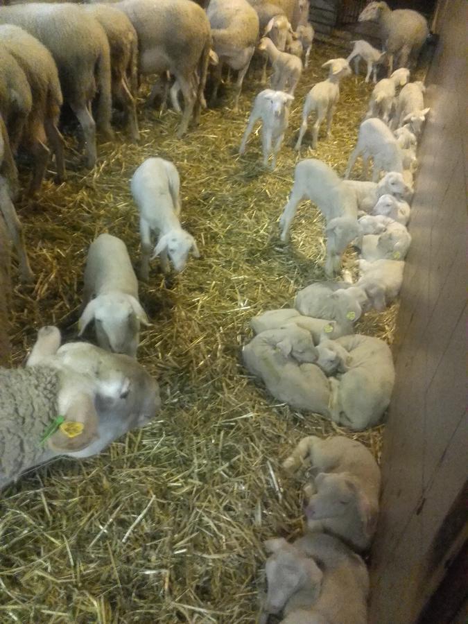 Farm stay Nussbaumer Am Irrsee Tiefgraben